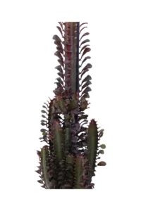 Euphorbia Trigona Rubra v17 egarden.store 4 Euphorbia Trigona Rubra v17 egarden.store online