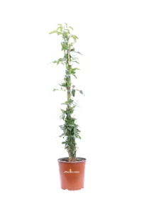 Gelsomino Trifogliato - Jasminum Azoricum v16 egarden.store online
