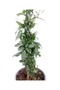 Gelsomino Trifogliato - Jasminum Azoricum v16 egarden.store online