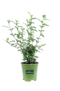 Hibiscus Syriacus Woodbridge v17 egarden.store online