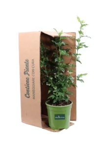 Hibiscus Syriacus Woodbridge v17 egarden.store online