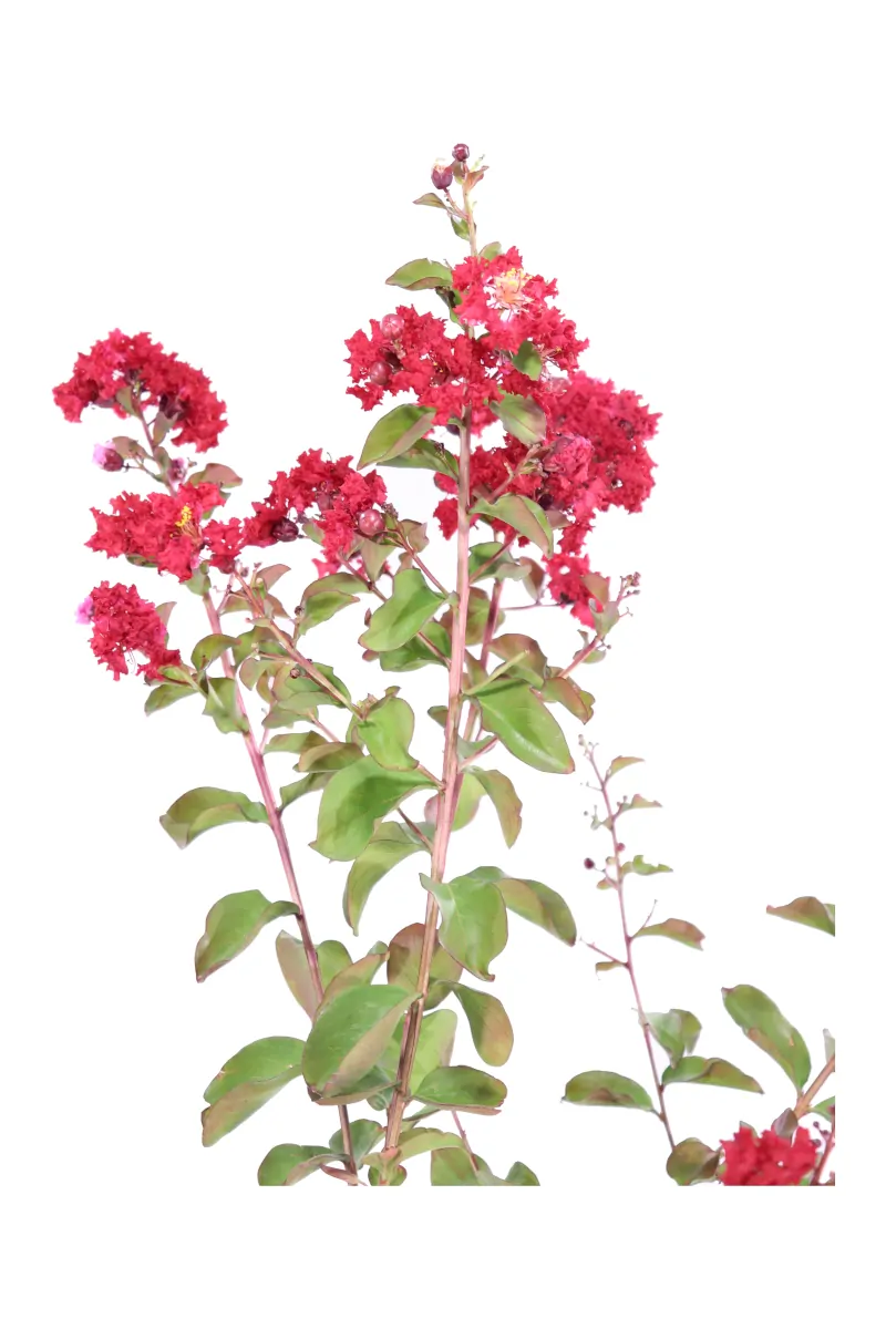 Lagerstroemia Indica Dynamite v24 egarden.store 2 Lagerstroemia Indica Dynamite v24 egarden.store online