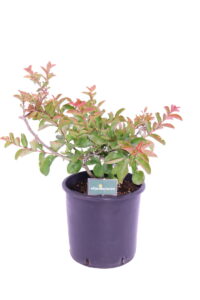 Lagerstroemia indica lilla online