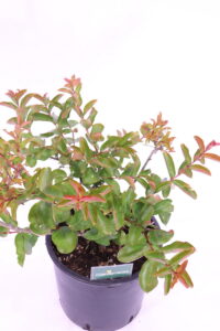 Lagerstroemia Indica Catawba