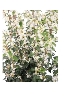 Osmanthus X Burkwoodii v24 egarden.store online
