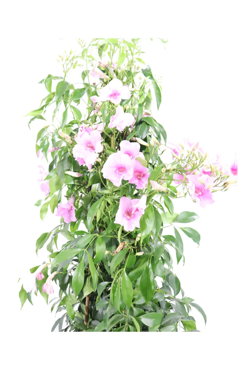 Pandorea Jasminoides Rosa v20 egarden.store online
