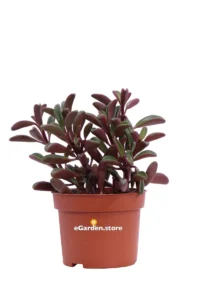 Peperomia Graveolens v.10 egarden.store online