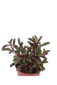 Peperomia Graveolens v.10 egarden.store online