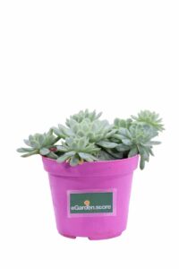 Sedum Clavatum v12 egarden.store online