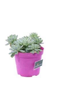 Sedum Clavatum v12 egarden.store online