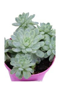 Sedum Clavatum v12 egarden.store online