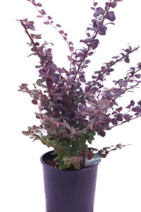 berberis thunbergii online
