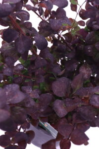 berberis thunbergii online