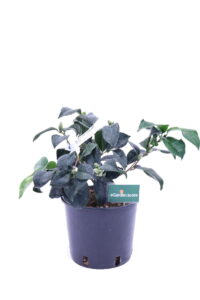 camelia japonica magnoliaeflora online