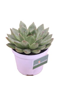 Echeveria Parva