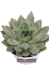 Echeveria Parva