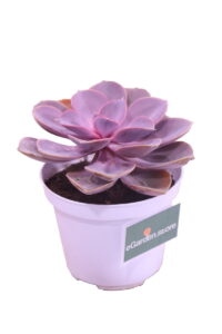 echeveria pearl of nuremberg online