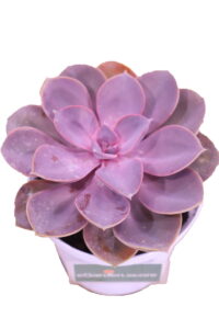 Echeveria Pearl Of Nuremberg