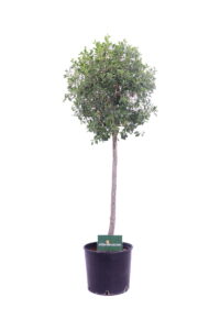 eugenia myrtifolia online