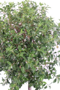 Eugenia Myrtifolia Alberello