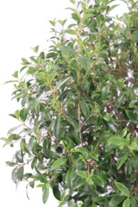 Eugenia Myrtifolia Alberello