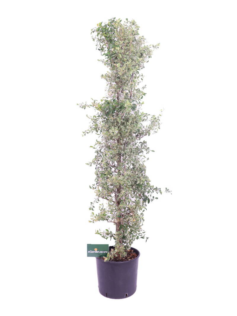 eugenia myrtifolia variegata online