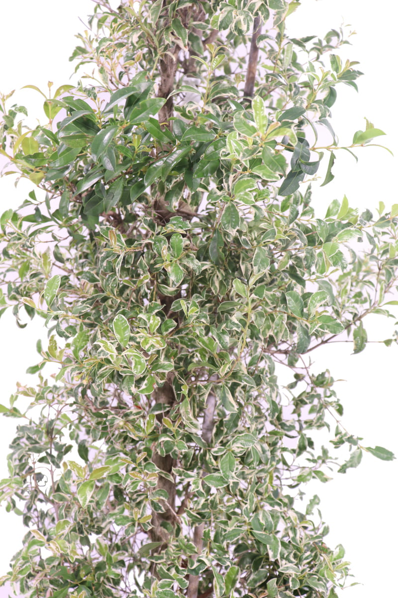 Eugenia Myrtifolia Variegata