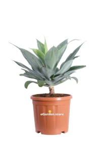 Agave Attenuata v30 egarden.store online