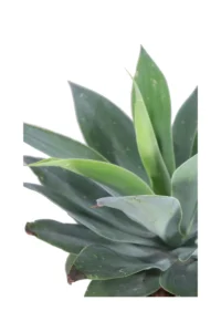 Agave Attenuata v30 egarden.store online