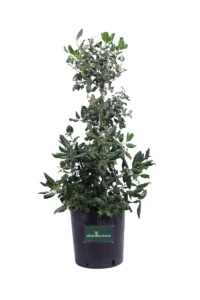 Agrifoglio - Ilex Nellie Stevens v30 egarden.store online