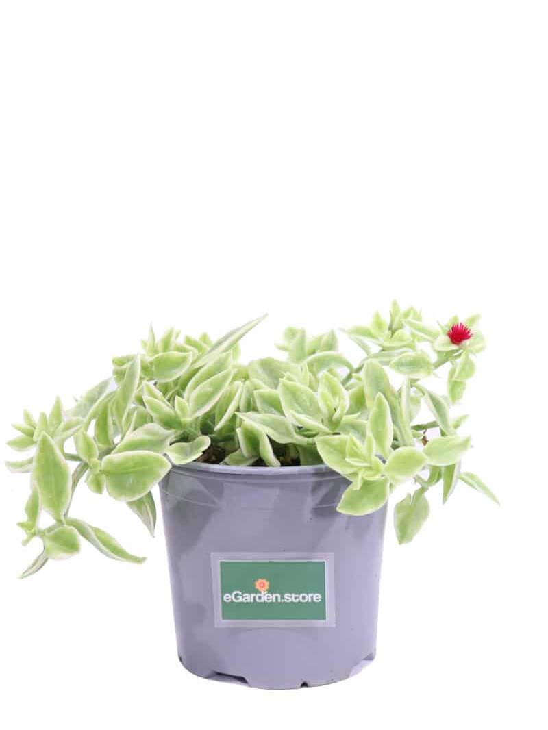 Aptenia Cordifolia Variegata v14 egarden.store online