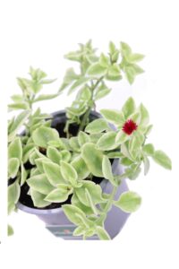 Aptenia Cordifolia Variegata v14 egarden.store online