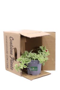 Aptenia Cordifolia Variegata v14 egarden.store online