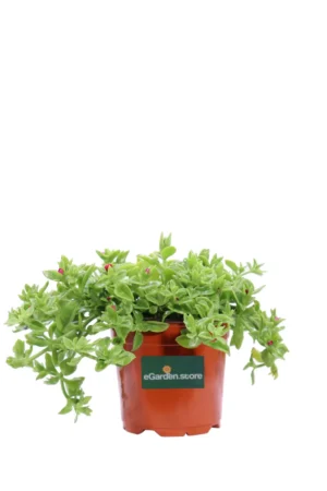 Aptenia Cordifolia v16 egarden.store online