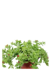 Aptenia Cordifolia v16 egarden.store online