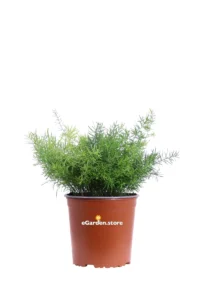 Asparagus Sprengeri v17 egarden.store 1 Asparagus Sprengeri v17 egarden.store online