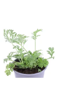 Assenzio Maggiore - Artemisia Absinthium v14 egarden.store 2 Assenzio Maggiore - Artemisia Absinthium v14 egarden.store online