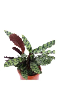 Calathea Insignis Lancifolia v17 egarden.store online