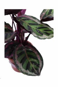 Calathea Roseopicta Angela v17 egarden.store online