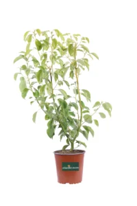 Canfora - Cinnamomum Camphora v17 egarden.store online