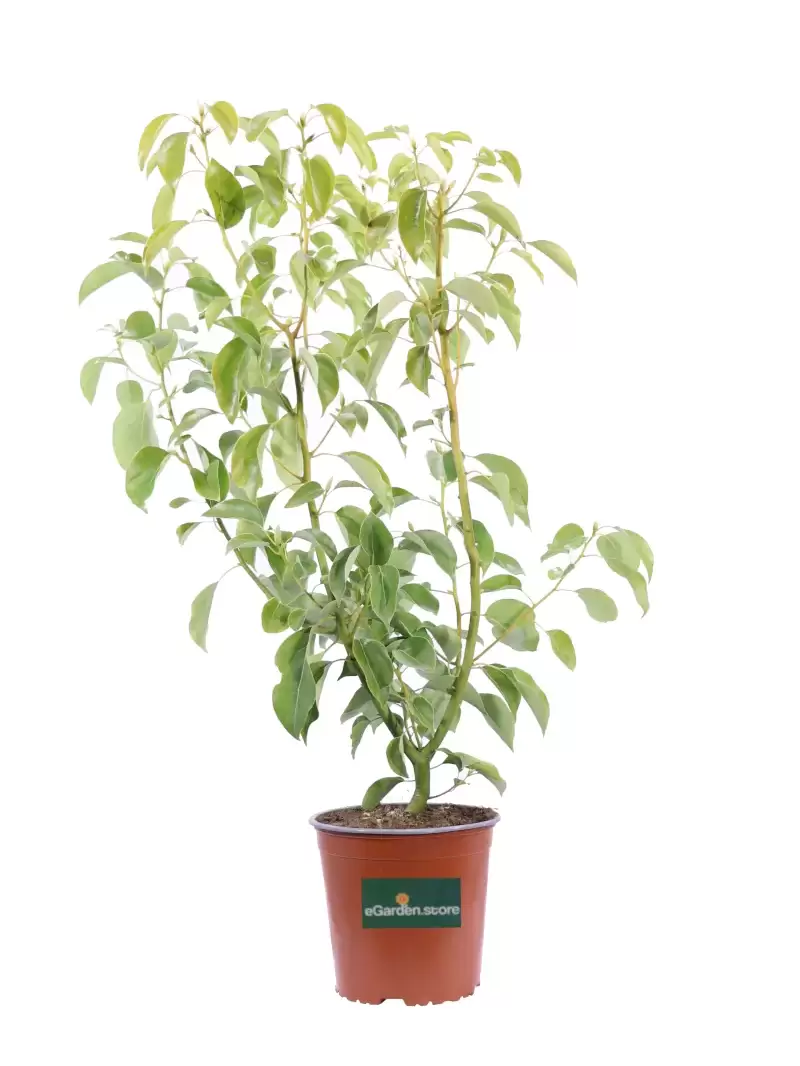 Canfora - Cinnamomum Camphora v17 egarden.store online