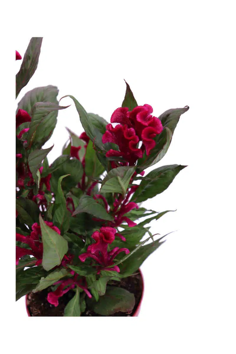 Celosia Argentea Cristata Fucsia v12 egarden.store online