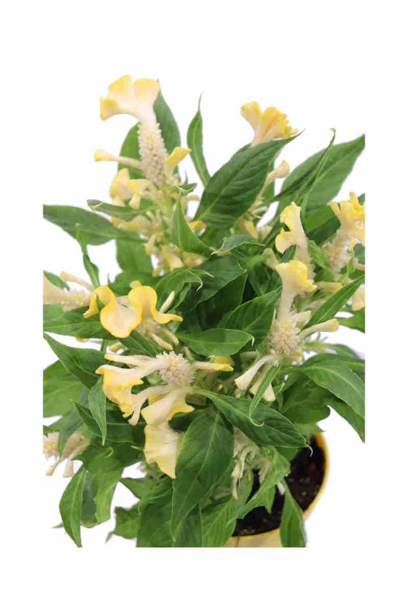 Celosia Argentea Cristata Gialla v12 egarden.store online