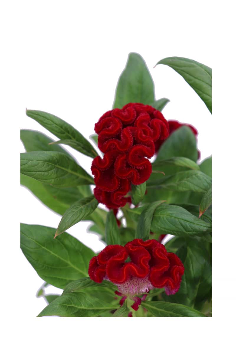 Celosia Cristata Rossa v14 egarden.store online