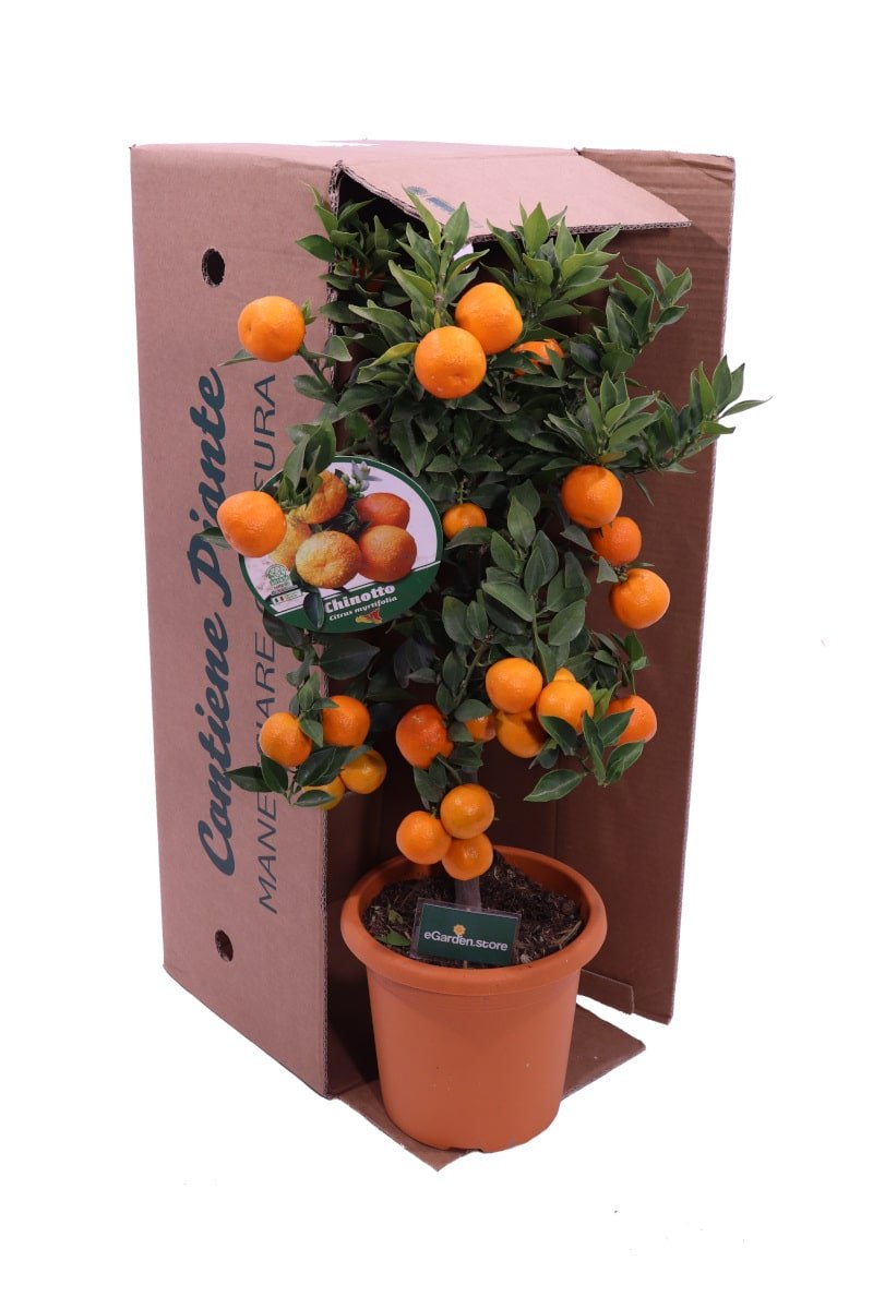 Chinotto - Citrus Myrtifolia