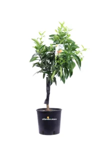 Clementino Nano v20 egarden.store 1_1 Clementino Nano v20 egarden.store online