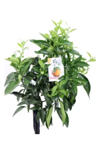 Clementino Nano v20 egarden.store online