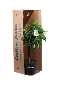 Clementino Nano v20 egarden.store 3_3 Clementino Nano v20 egarden.store online