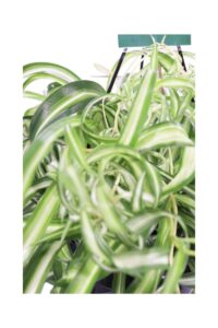 Clorofito v20 egarden.store online