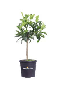 Combawa o Papeda Nano - Citrus Hystrix v20 egarden.store 1 Combawa o Papeda Nano - Citrus Hystrix v20 egarden.store online